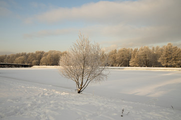 winter landscape