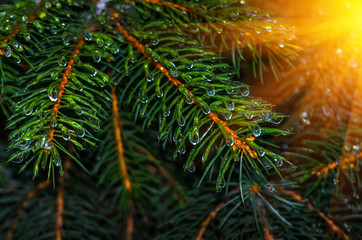 Spruce with drops of water, macro