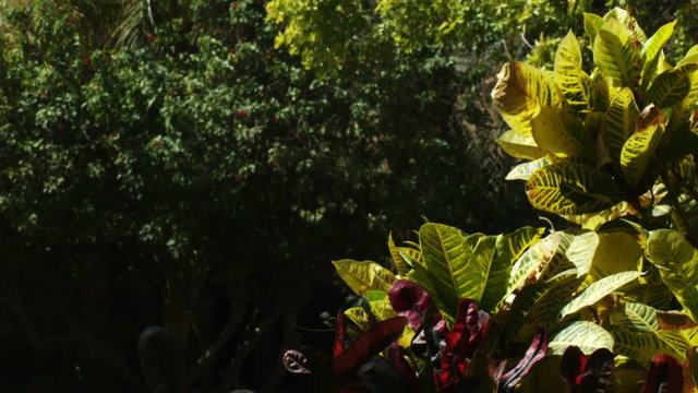 Royalty Free Stock Video Footage of oasis greenery in the desert shot in Israel at 4k with Red.