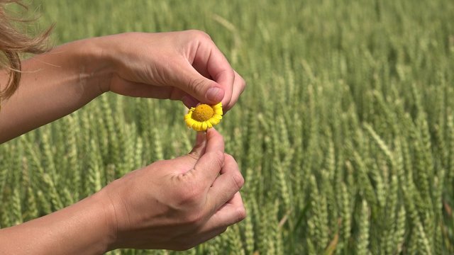 Woman hand fingers tear off petals of yellow daisy flower on wheat field background. Love or not? Static closeup shot. 4K

