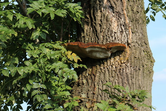 Fungus on the tree trunk