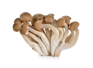 shimeji mushroom, brown beech mushroom on white background