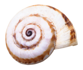 spiral mollusc shell of little land snail isolated