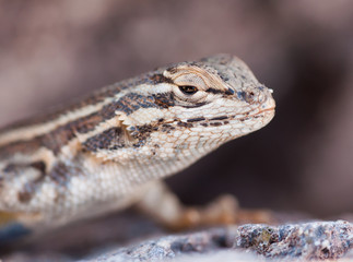 Happy Lizard Day