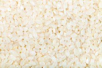 short grains of uncooked white italica rice