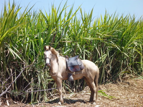 horse standing by the field of sugar cane