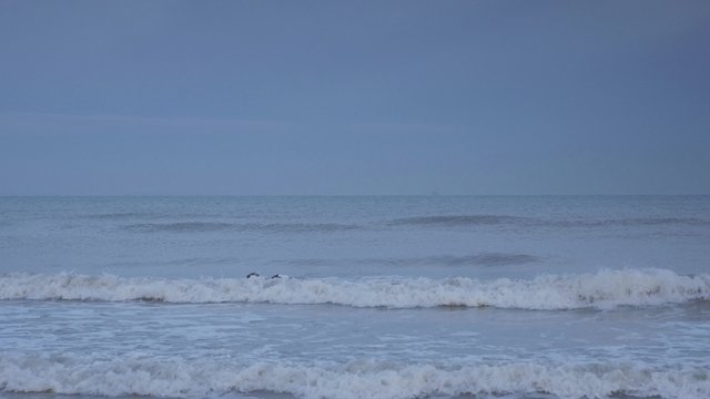 phoques jouant le long de la c&ocirc;te 4k