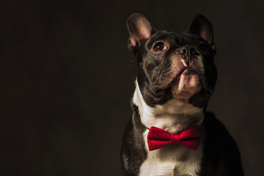 closeup picture of a french bulldog  looking away
