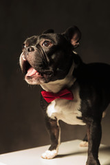 amazed french bulldog puppy dog wearing bowtie