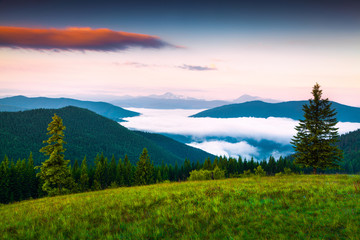 Foggy summer scene in the Carpathian mountains.