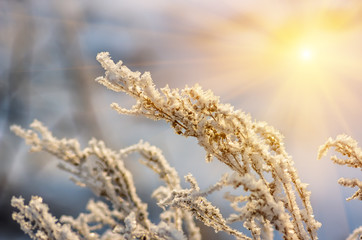 dry grass winter morning