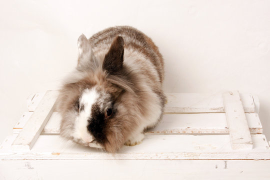 Hase, Kaninchen, Zwerghase. Zwergkaninchen