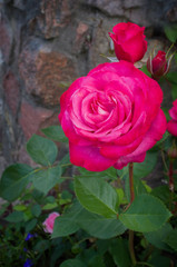 pink rose are blossing in garden