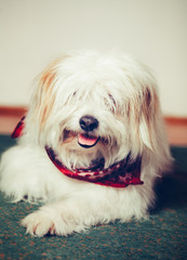 Cute dog/Cute dog lying on the floor