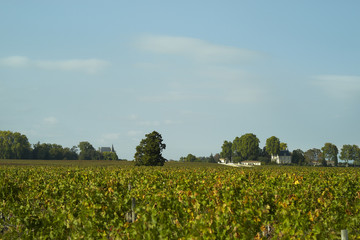 Bordeaux vignoble of Pauillac