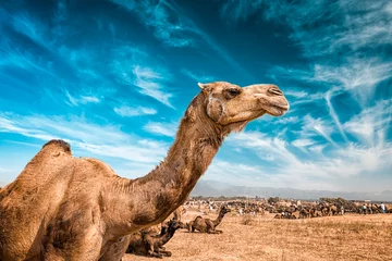 Tuinposter Camel  in India © Dmitry Rukhlenko