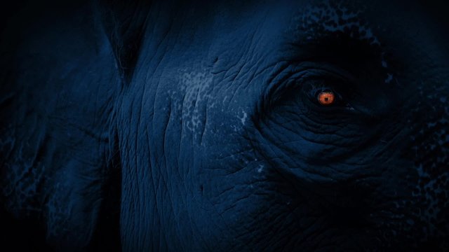 Elephant Face With Eye Glowing In Dark