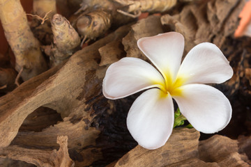 White flower plumeria with dry stump