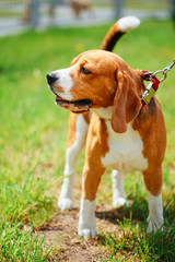 Beautiful Brown And White Beagle Dog Standing outdoor In Grass