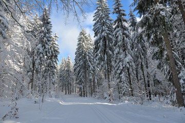 verschneiter Winterwald