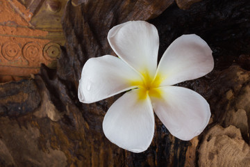Fototapeta na wymiar Flower plumeria with timber wood background