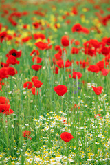 Fototapeta na wymiar poppies flower meadow spring season