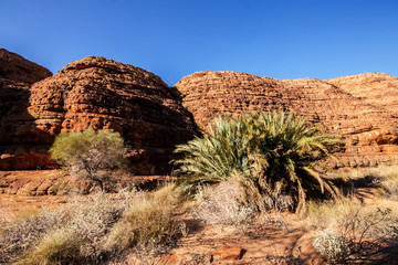 scant vegetation king Canyon Northern Territory Australia