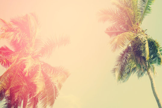 Tropical  background with palm trees in sun light. vintage effect