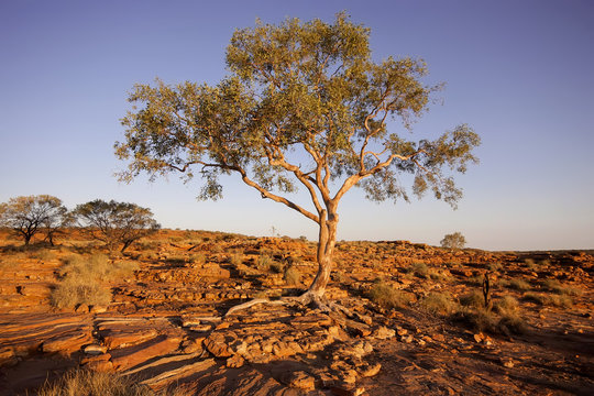 scant vegetation king Canyon Northern Territory Australia