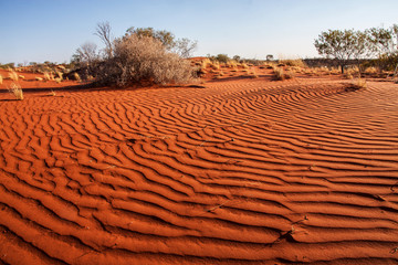 Petites plantes dans le désert de l& 39 Australie occidentale