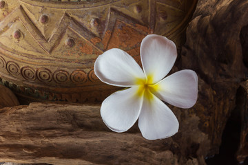 Fototapeta premium vintage and boutique mood flower plumeria with old baked clay va