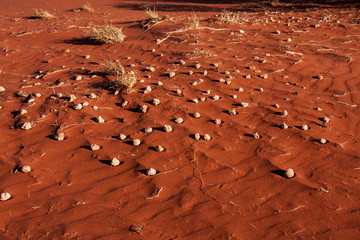 scattered pebbles in a west Australian desert