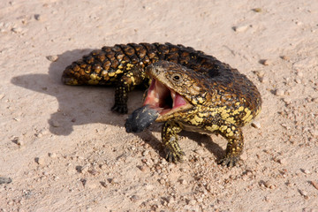 Blue-tongued skink, Tiliqua rugosa,  Ausatralia