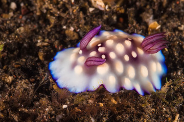 Goniobranchus hintuanensis Nudibranch, Sea Slug