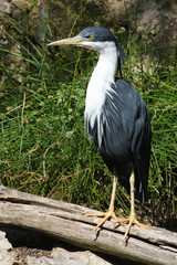 Pied heron, Ardea picata,Australia