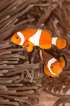 Clow Anemone Fish