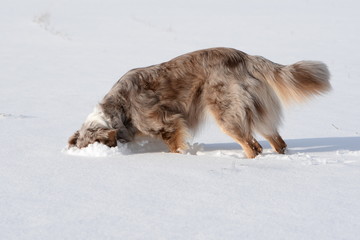 Nasenarbeit, Hütehund steckt Kopf in den Neuschnee