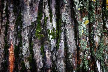background tree bark