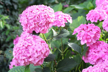 piante di ortensia in fiore in giardino