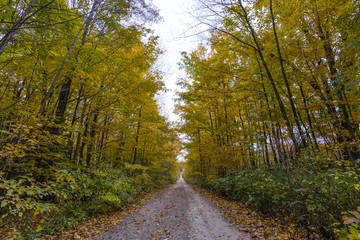 the view down a scenic country roadway in autumn landscape