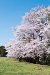 満開の桜