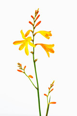 Gelbe, orangene Freesien (Freesia), weisser Hintergrund, Nahaufn