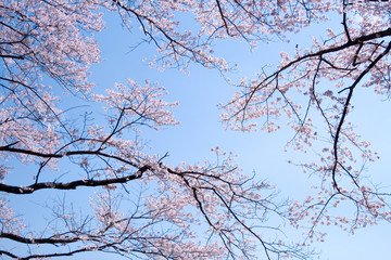 満開の桜