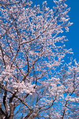 満開の桜