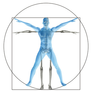 Vitruvian human or man conceptual 3d proportion anatomy body