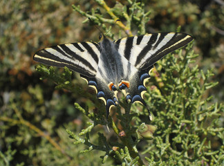 Papillon Machaon