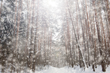 Fototapeta na wymiar Snowfall in pine forest