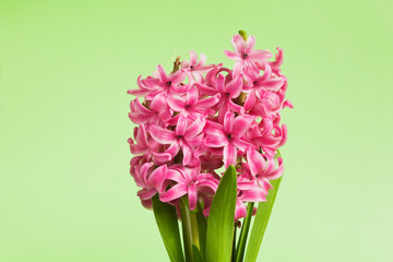 Hyazinthe, Blüten, rosa