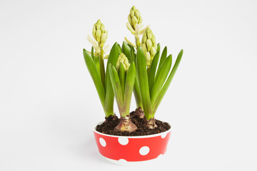 Hyazinthen (Hyacinthus) in einer Schale