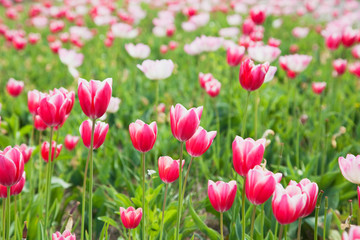 Deutschland, Nordrhein-Westfalen, K&ouml;ln, Stadtteil Widdersdorf,